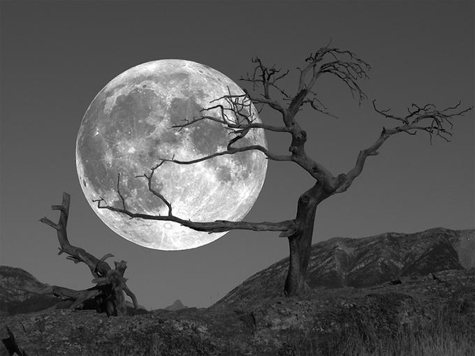 A Close Reading of Sylvia Plath’s “The Moon and the Yew&nbsp;Tree”